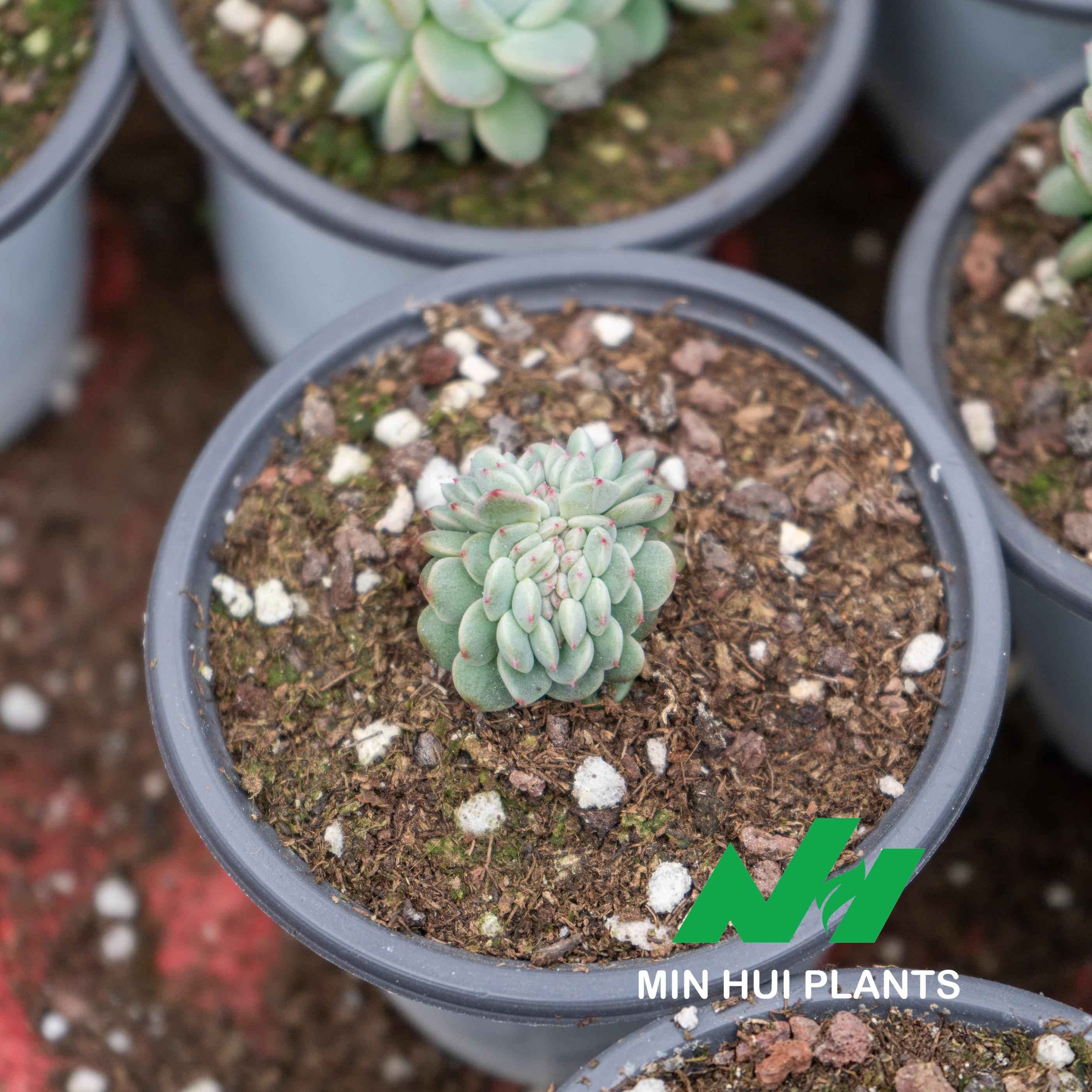 MinHui Plants-Crystal Nest